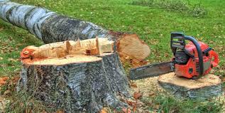 Best Stump Grinding and Removal  in Delft Colony, CA