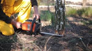 Best Lawn Disease Treatment  in Delft Colony, CA