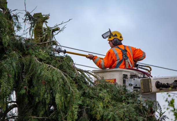 Best Tree Disease Treatment  in Delft Colony, CA