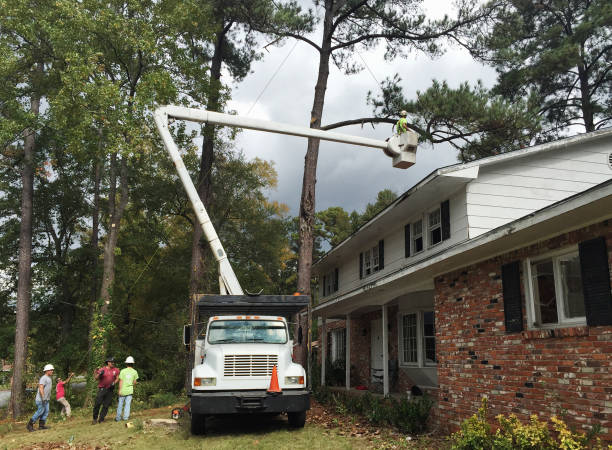 Best Root Management and Removal  in Delft Colony, CA