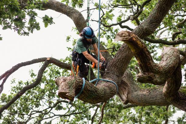 Best Fruit Tree Pruning  in Delft Colony, CA