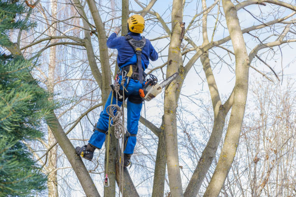 Best Tree Cabling and Bracing  in Delft Colony, CA