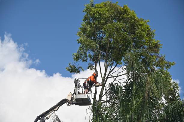 Best Arborist Consultation Services  in Delft Colony, CA