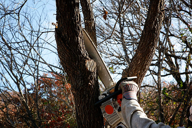 Best Emergency Tree Removal  in Delft Colony, CA