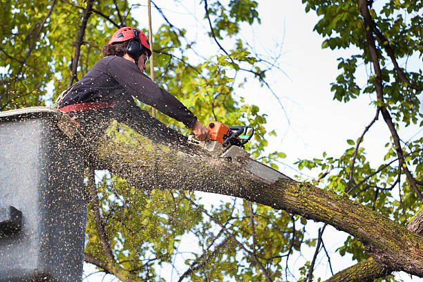 Reliable Delft Colony, CA Tree Care Solutions
