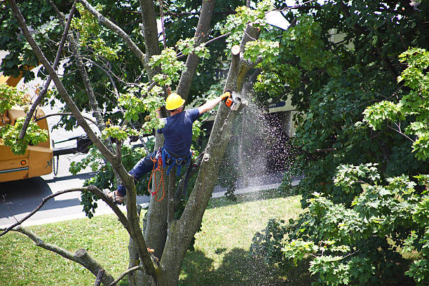 Best Hazardous Tree Removal  in Delft Colony, CA