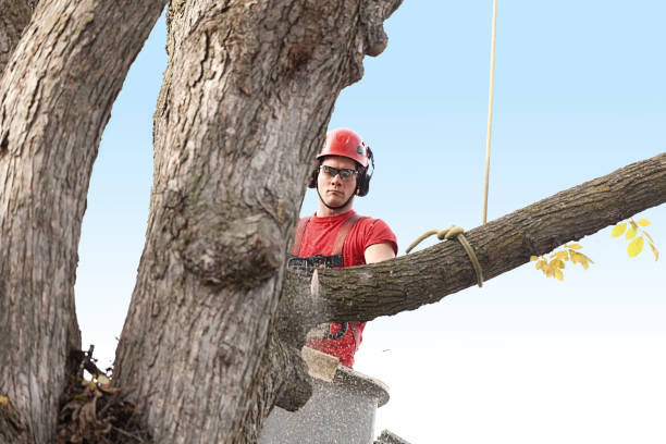 How Our Tree Care Process Works  in  Delft Colony, CA