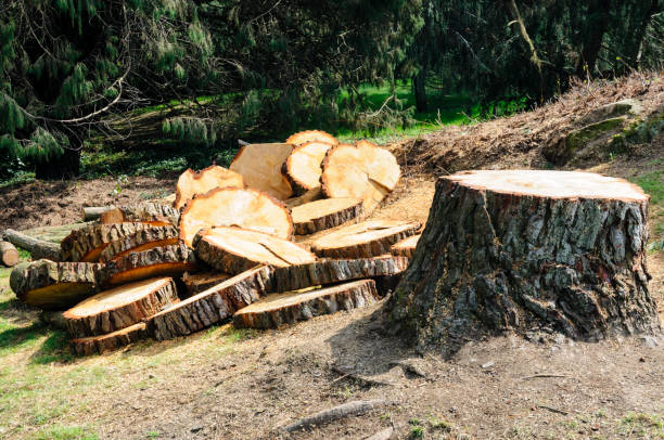 Best Tree and Shrub Care  in Delft Colony, CA